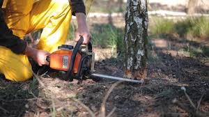 Reliable Waller, TX  Tree Services Solutions